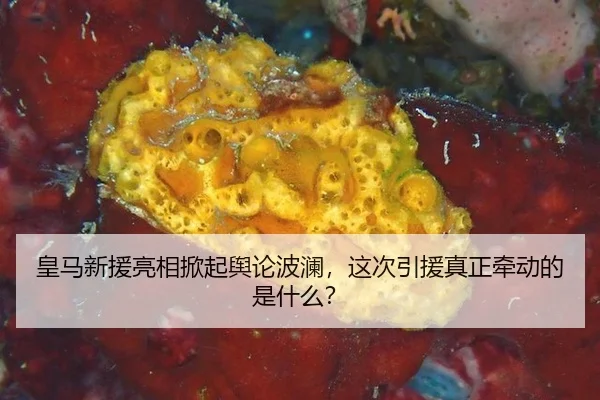 皇马新援亮相掀起舆论波澜，这次引援真正牵动的是什么？